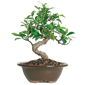 bonsai hades