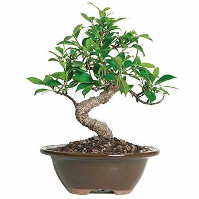 bonsai hades