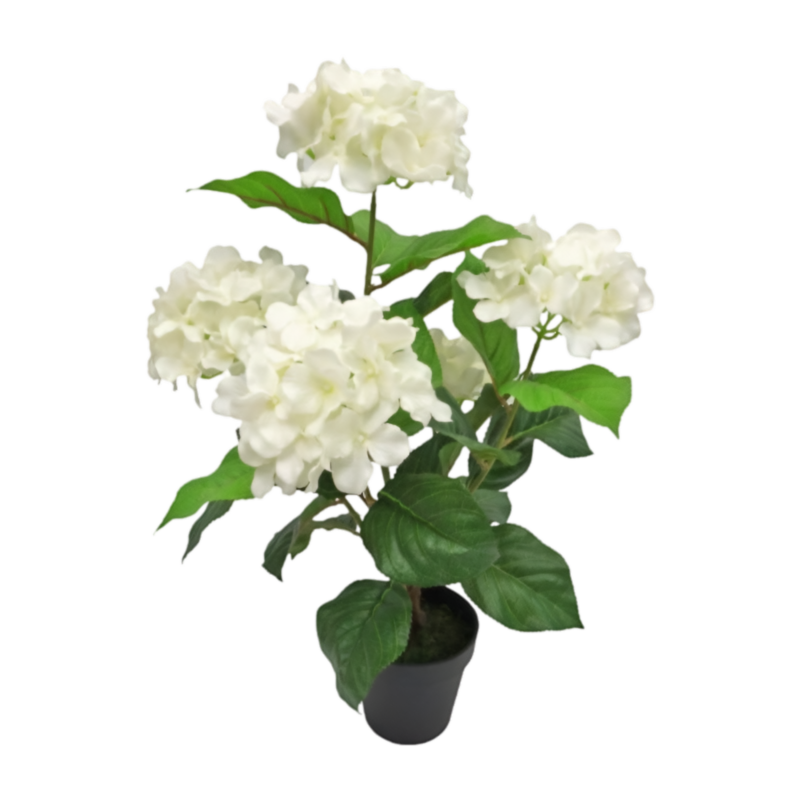 Hortensia